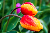 20190412-DSC08167