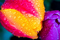 20190412-DSC03021
