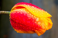 20190412-DSC02991
