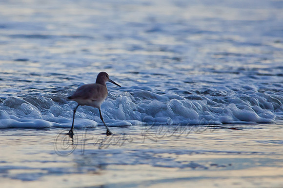Edisto Beach, SC - 20121203-IMG_4860