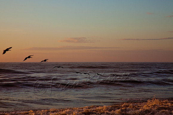 Edisto Beach, SC - 20121202-IMG_4636