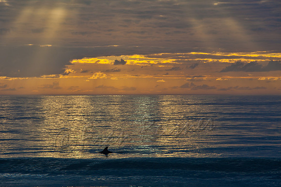 Edisto Beach, SC - 20121204-IMG_4949