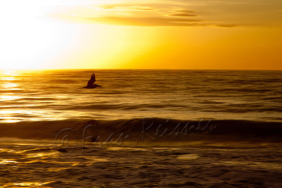Edisto Beach, SC - 20121202-IMG_4638