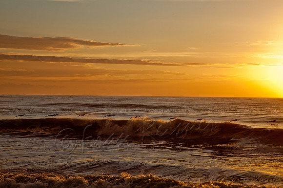 Edisto Beach, SC - 20121202-IMG_4633