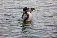 Loon- 20120812-IMG_9506