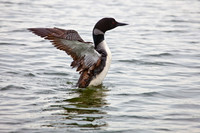 Loon- 20120812-IMG_9507