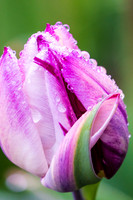 20190412-DSC08150