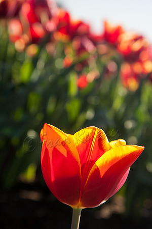 Washington- 20150326-IMG_8715
