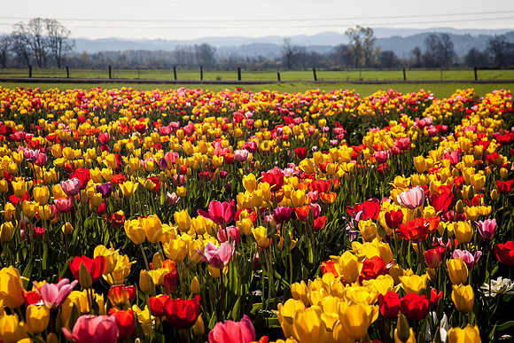 Washington- 20150326-IMG_8739