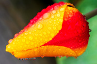 20190412-DSC02975