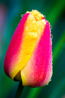 20190412-DSC08154