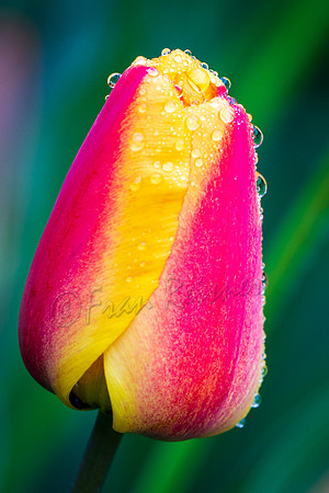20190412-DSC08154
