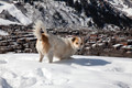 Aspen area