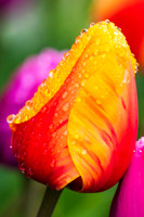 20190412-DSC08172